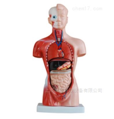 人体躯干模型